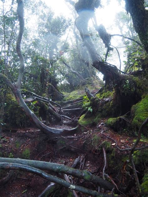 It's rarely visited unlike the easily accessible brinchang peak, ensuring its natural environment pristine and rich in rare plants and insects. Mossy Forest of Cameron Highlands - Don't Miss This Scenic ...