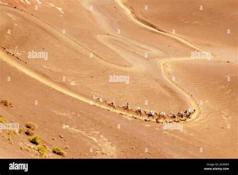 Sand Dunes Desert Canary Islands Sanddünen Kanarische Inseln Stock