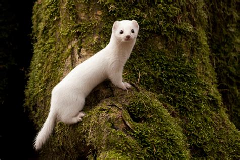 Image Of The Day White Weasel The Scientist Magazine Baby Wild