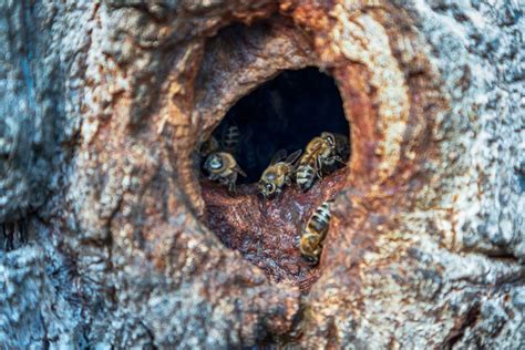 How To Prevent Wood Bees From Nesting In 4 Easy Ways Farmer Grows