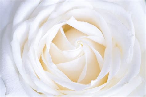 A Macro Shot Of A White Rose Flower Gorgeous White Rose 4k Hd Wallpaper