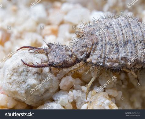 Ant Lion Larva On Sand Huge Stock Photo 567394741 Shutterstock