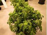 Images of Marijuana Root Growth