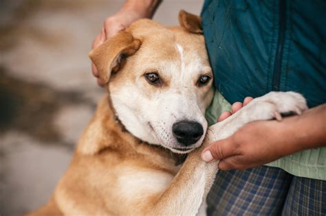 Brief content visible, double tap to read full content. 5 dog rescue homes near Preston: centres where you can ...