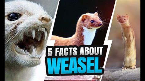 Weasel Wonders 5 Fascinating Facts About These Mischievous Mustelids