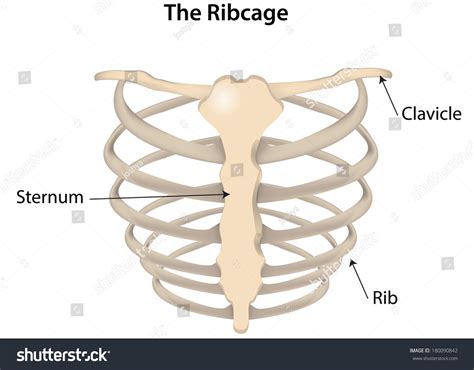 Rib Cage Labeled Diagram เวกเตอร์สต็อก ปลอดค่าลิขสิทธิ์ 180090842