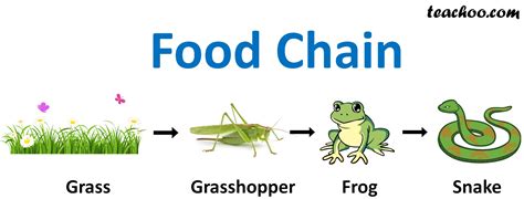 food chain for grade 2