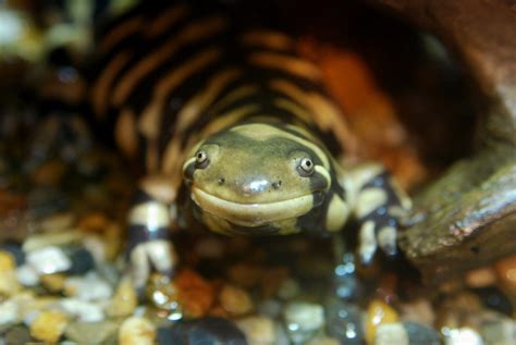 Barred Tiger Salamander オビタイガーサラマンダー kuribo Flickr