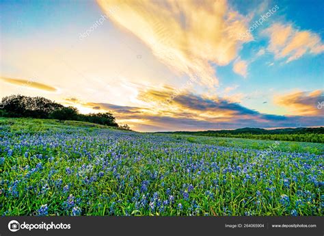 Field Bluebonnets Sunset Location Muleshoe Bend Texas Stock Photo By