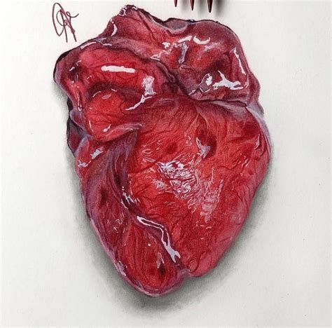 Realistic Human Heart Drawing Color
