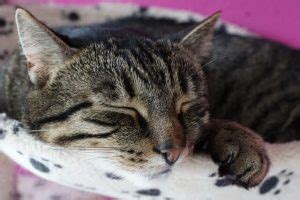 If your cat is sick or in pain it may result in excessive vocalisation. Sick Cat Symptoms: How to Know When Your Cat is Sick ...