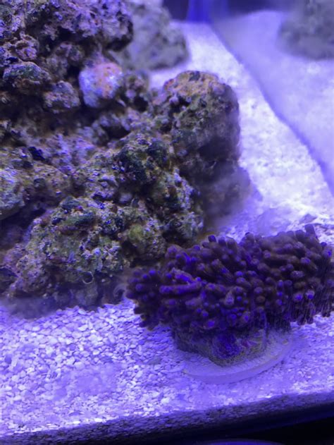 Healthy well maintained planted tanks can and should be completely free of these algae types. Brown hair like algae taking over | REEF2REEF Saltwater ...