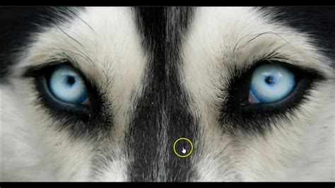 How Do Dogs See The World Discussing Dog Vision Are Dogs Color