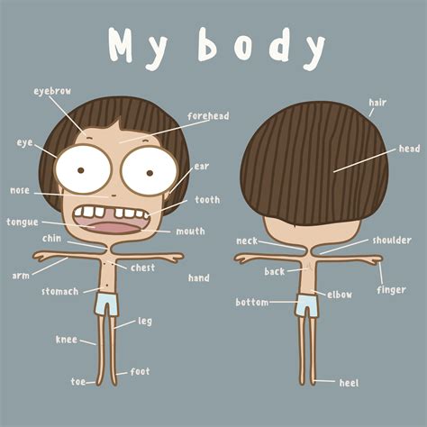 ✓ free for commercial use ✓ high quality images. What Are the Names for Body Parts in Spanish?