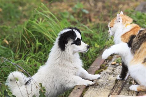 27 Cute Pictures Of Cats And Dogs Living Together In Perfect