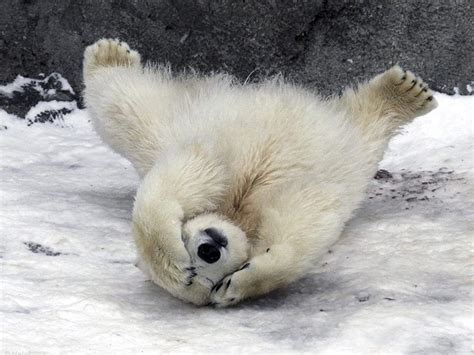 Pin By Susi K On Animals Baby Polar Bears Baby Animals Bear Pictures