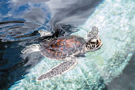 Hawaiis Sea Turtles Take Center Stage At Maui Ocean Center This Month