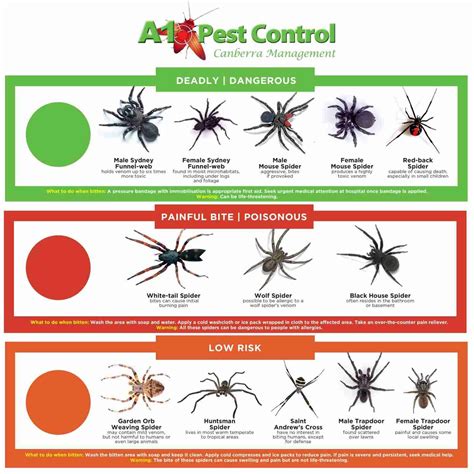 Australian Spiders The 10 Most Dangerous In Australia