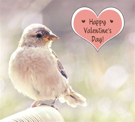 Love Bird Free Happy Valentines Day Ecards Greeting Cards 123 Greetings