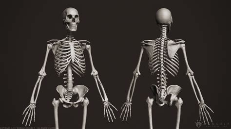 Manuel F Cedeño 3d Human Skeleton