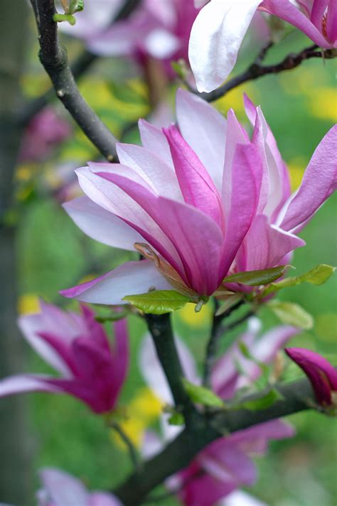 Magnolia Flowers Free Stock Photo Public Domain Pictures