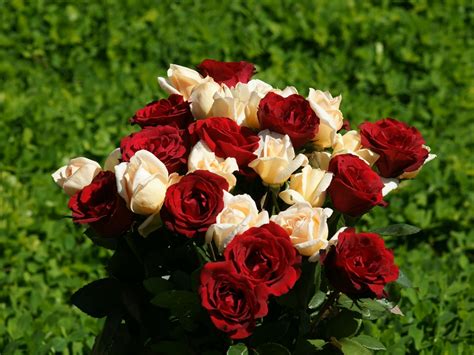 Fond Décran Rouge Rose Fleur Flore Des Roses Pétale Différent