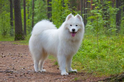 The alaskan malamute is a strong working breed often used for sledding, hiking, and backpacking through the rough arctic terrain. Top 10 Cuddly Fluffy Dog Breeds