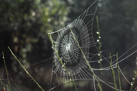 Free Images Nature Dew Spiderweb Monochrome Fauna Material