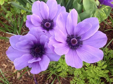 Pretty Purple Flowers