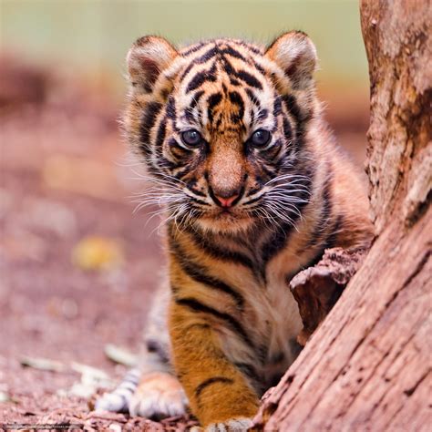 Scaricare Gli Sfondi Tigre Cucciolo Di Tigre Cuccioli Wildcats