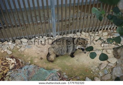 Globally Endangered Species Korean Racoon Dog Stock Photo 1779702320