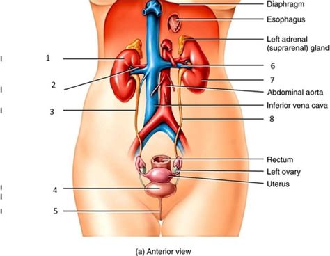 A And P 2 Lab Urinary System Flashcards Quizlet