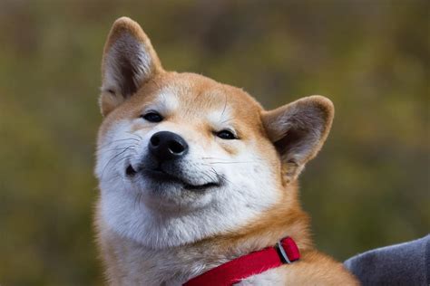 160 Anime Dog Names For Your Kawaii Canine Petmag
