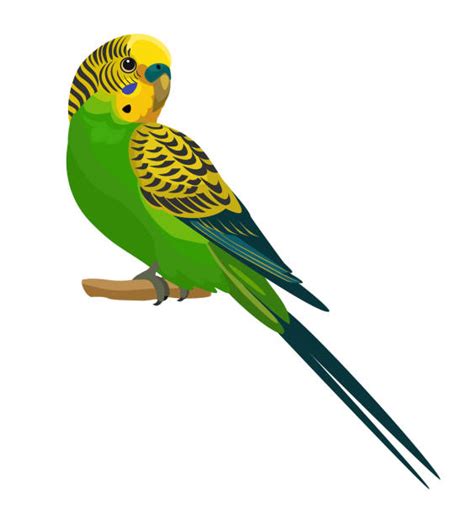 Budgie Illustrations Royalty Free Vector Graphics And Clip Art Istock