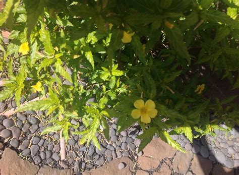 We've included all types of flowering plants found plants are listed by common name; identification - What is this bushy, yellow-flowering ...