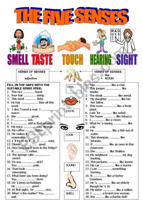 Verbs Of The Senses Key Esl Worksheet By Anareb