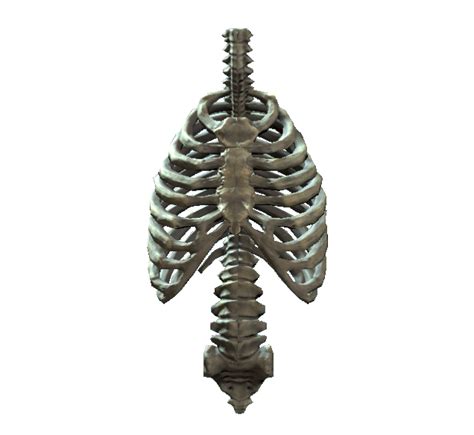 Transparent Rib Cage Png Clip Art Library