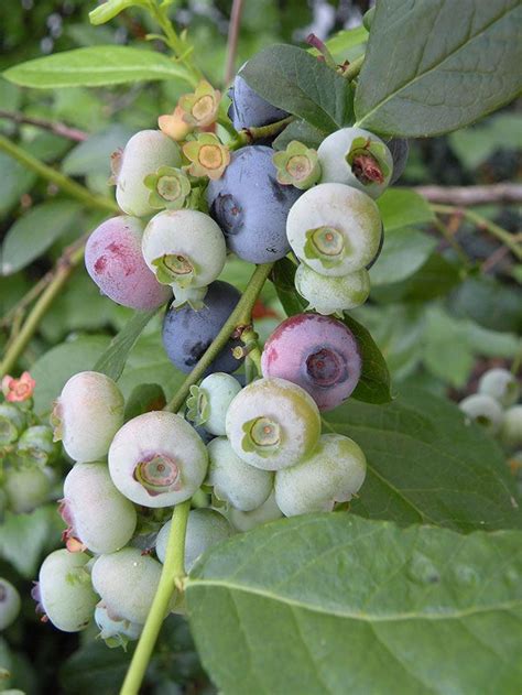 Highbush Blueberries Offer Homegrown Goodness All Season Long How To