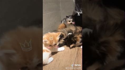Unggahan video tersebut langsung viral hingga membuat netizen kagum dengan kepintaran sang kucing. Tiktok Kucing lucu main tiktok viral - YouTube