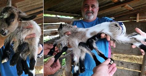 Meet Octogoat Croatian Goat Born With 8 Legs
