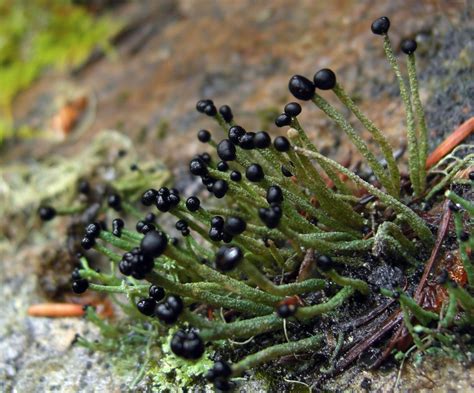 Maybe you would like to learn more about one of these? Lichen - The Daily Garden