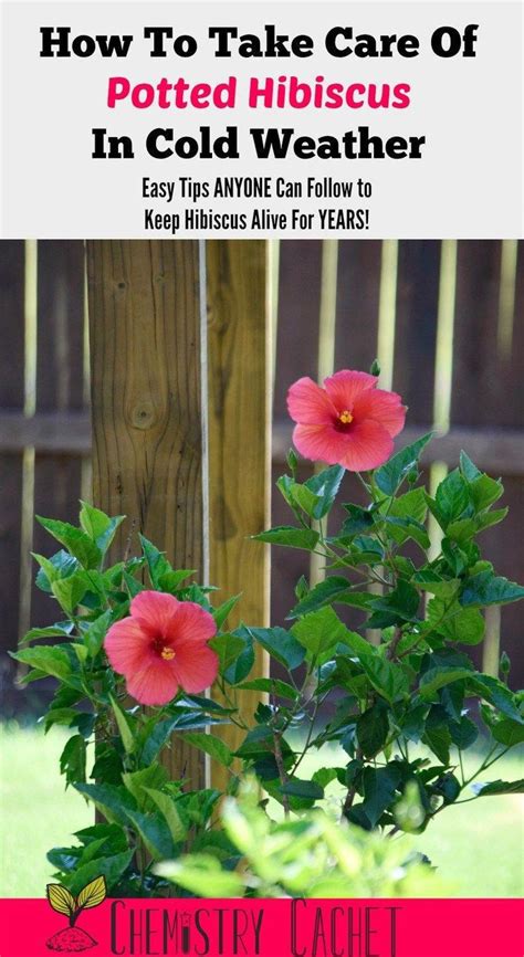 Keep Your Potted Hibiscus Alive During The Winter Months With These