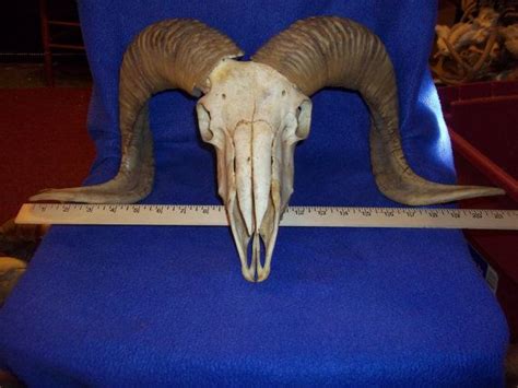 Real Animal Bone Parts Ram Skull And Horns Teeth Antler Part Etsy