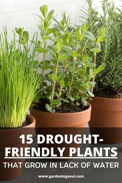 15 Drought Friendly Plants That Grow In Lack Of Water