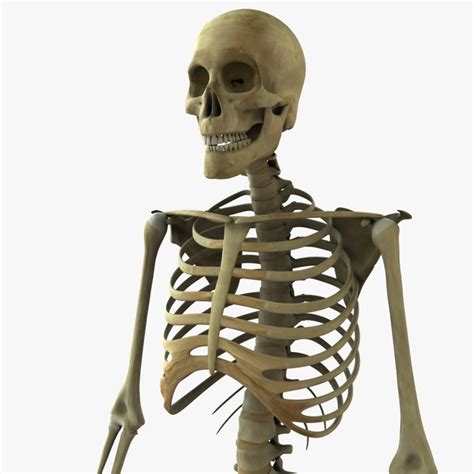 3d Model Female African American Skeleton