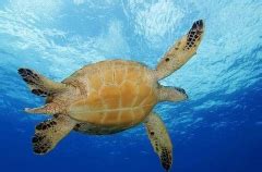 Green Turtle Chelonia Mydas Underwater Protected Endangered Reef