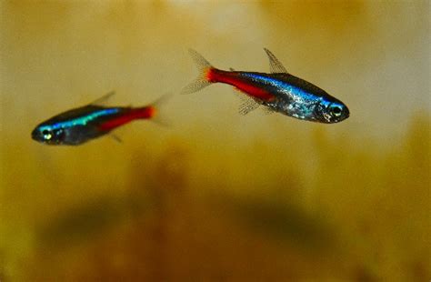 Ikan Hias Neon Tetra Mengenal Ciri Ciri Perawatan Dan