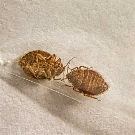 Why Bed Bugs Keep Coming Back A 1 Able Pest Doctors