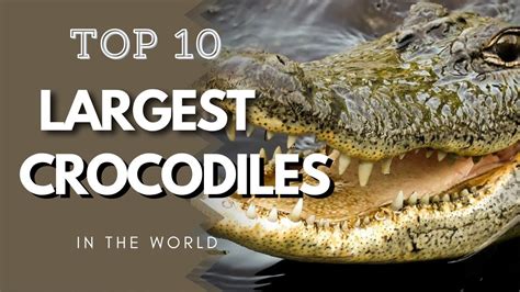 Top 10 Largest Crocodiles In The World Youtube