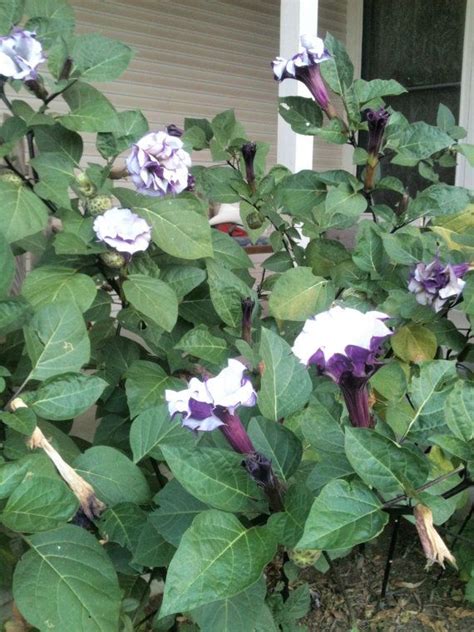 Recommended usda zones for brugmansia x candida 'purple' angel trumpets 170 best images about Angel Trumpet Flowers on Pinterest ...